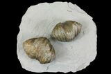 Multiple Fossil Brachiopod (Platystrophia) Plate - Kentucky #136614-2